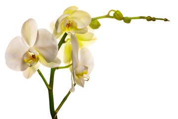 PNG Flowering branch of a white orchid on a white background