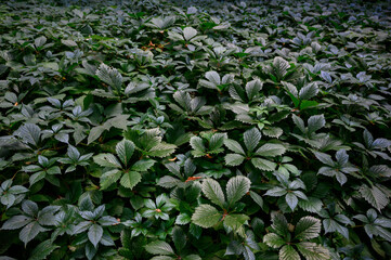 Wild grapes close-up. Green leaves background