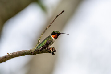 Male Ruby-throated Hummingbird on a Branch