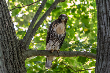 Front View of Immature Red-Tailed Hawk Perched in a Tree