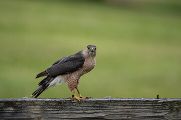 Side View of Sharp-Shinned Hawk on Wood Beam Looking at Camera