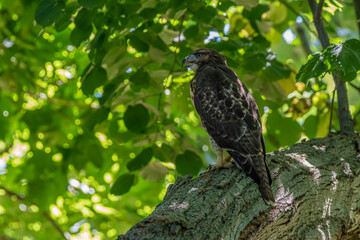 Side View of Immature Red-Tailed Hawk Perched in a Tree