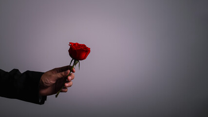 man hand wearing suite with red rose flower on background. holidays card with copy space valentine day celebration concept.	