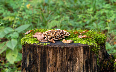 Trametes versicolor mushrooms on a tree trunk full of moss,