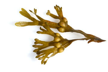 Bl Bladderwrack, Fucus vesiculosus
