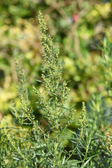 Tarragon, Artemisia Dracunculus