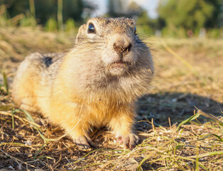 Naklejka na ściany i meble A gopher is looking at camera in a grassy meadow. Close-up.
