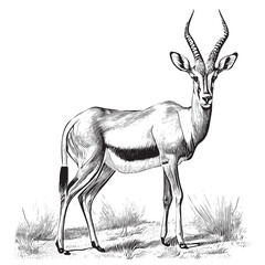 Antelope animal hand drawn engraving sketch Vector illustration © BigJoy