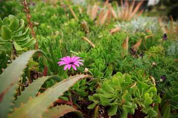 Purple flower surrounded by green growth