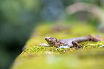Madeiran wall lizard on moss.