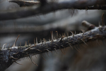 branches of a tree in winter