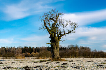 Old oak tree in the field in sunny day. Frosty field. Nature background