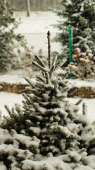 pine tree in snow