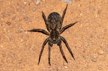 Wolf spider (Lycosidae)