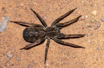 Wolf spider (Lycosidae)