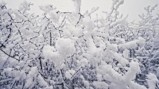 Dolly shot of winter wonderland - bush, tree under rime ice, hoarfrost, crystals