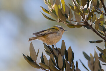 Common Firecrest perched on a tree branch
