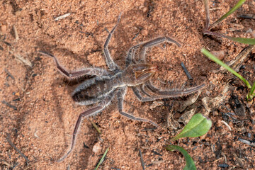 Sun spider (Solifugae)