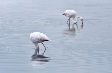 Fototapeta na wymiar Two flamingos eating in the pond close-up
