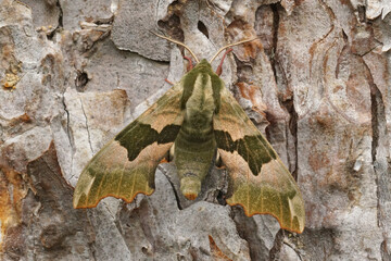 Natural closeup on a lime hawk moth, Mimas tiliae on bark of a pine tree