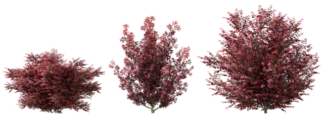 Foto op Aluminium Red shrubs plants cutout transparent backgrounds 3d rendering png file © Krit