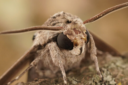 Frontal closeup on the impressive Convolvulus Hawkmoth, Agrius convolvuli, sitting with open wings on a piece of wood