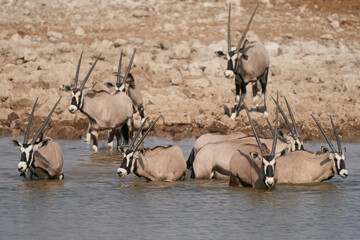 Gemsbok (Oryx gazella) drinking at a waterhole crowded with antelope and other animals in Etosha National Park, Namibia