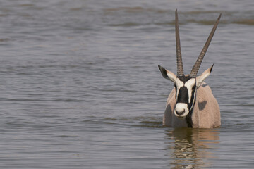 Gemsbok (Oryx gazella) drinking at a waterhole crowded with antelope and other animals in Etosha...