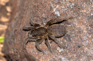 Baboon spider (Harpactira sp) 