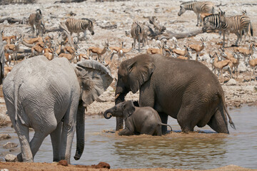 Young African Elephant (Loxodonta africana) at a waterhole in Etosha National Park, Namibia