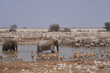 Fototapeta na wymiar African elephants (Loxodonta africana) at a crowded waterhole in Etosha National Park, Namibia