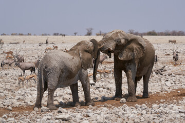 African Elephant (Loxodonta africana) sparring against each other at a waterhole in Etosha National...