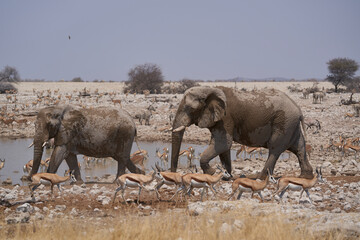 Obraz na płótnie Canvas African elephants (Loxodonta africana) at a crowded waterhole in Etosha National Park, Namibia