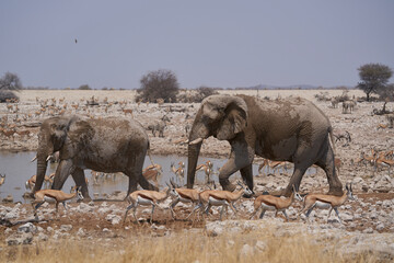 Obraz premium African elephants (Loxodonta africana) at a crowded waterhole in Etosha National Park, Namibia