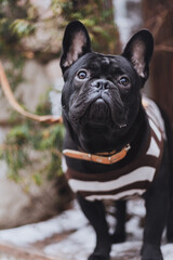 Fototapeta premium Portrait of French Bulldog in a vest outside