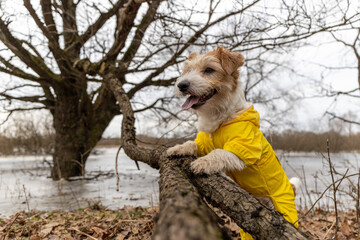 Jack Russell Terrier in a yellow raincoat for a walk. The dog stands in the park near the tree...