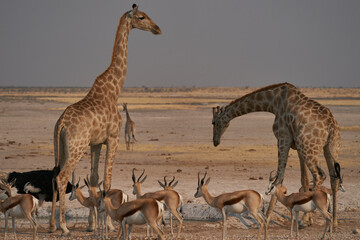 Giraffe (Giraffa Camelopardalis) drinking at a crowded waterhole in Etosha National Park, Namibia © JeremyRichards