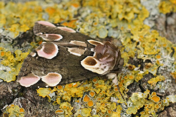 Detailed closeup on the beautiful Peach blossom owlet moth, Thyatira batis , sitting on lichen covered wood