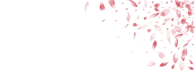 Transparent Sakura Petal Vector Panoramic