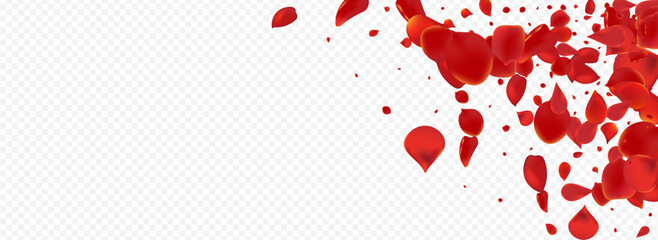 Beautiful Cherry Falling Vector Panoramic