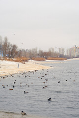 Winter urban landscape with seagulls, ducks in the frozen bank of the river. Cold wet weather with gray sky. Sandy beach with trees. Environmental protection. Outdoor activity for all family.