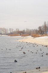 Winter urban landscape with seagulls, ducks in the frozen bank of the river. Cold wet weather with gray sky. Sandy beach with trees. Environmental protection. Outdoor activity for all family.