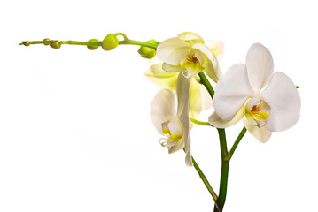 Flowering branch of a white orchid on a white background. isolate
