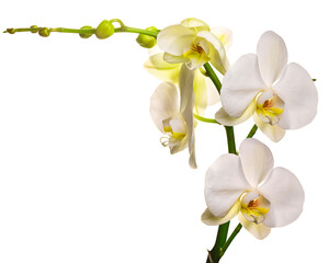 Flowering branch of a white orchid on a white background. isolate
