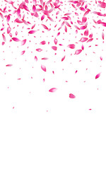 Pink Cherry Petal Vector White Background.