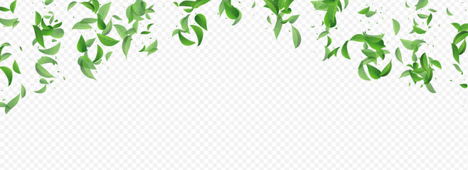 Olive Greens Herbal Vector Panoramic Transparent