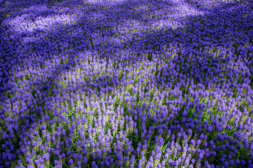 Obraz premium Purple hyacinth flowers close up 