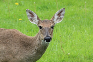 Fototapeta premium Deer in Spring