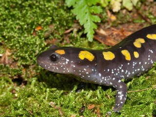 Closeup on the head of a male spotted salamander, Ambystoma maculatum with on green moss