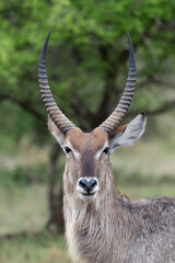 portrait of a male water buck